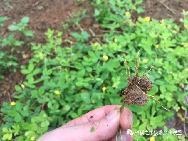 酸浆种植技术详解_酸浆果种植技术_酸浆植物