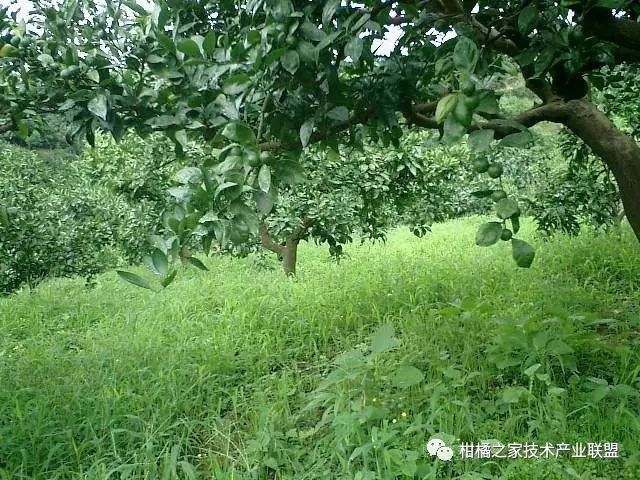 酸浆种植技术详解_酸浆果种植技术_酸浆植物