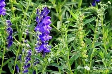 黄芩种植技术与效益_药材种植黄芩技术中的作用_中药材黄芩的种植技术