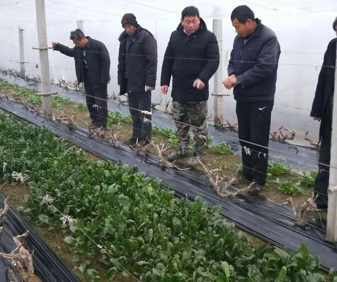 大棚扁豆的种植技术_冬暖大棚扁豆种植技术_大棚种植扁豆冬暖技术视频