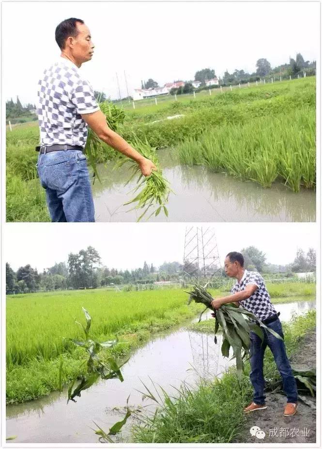 甲虫养殖有什么用_甲虫养殖致富方法_甲虫养殖注意事项