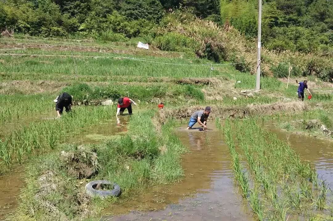 水稻田养河虾_稻田河虾养殖技术_稻田养殖河虾新技术