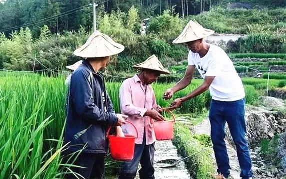 水稻田养河虾_稻田河虾养殖技术_稻田养殖河虾新技术