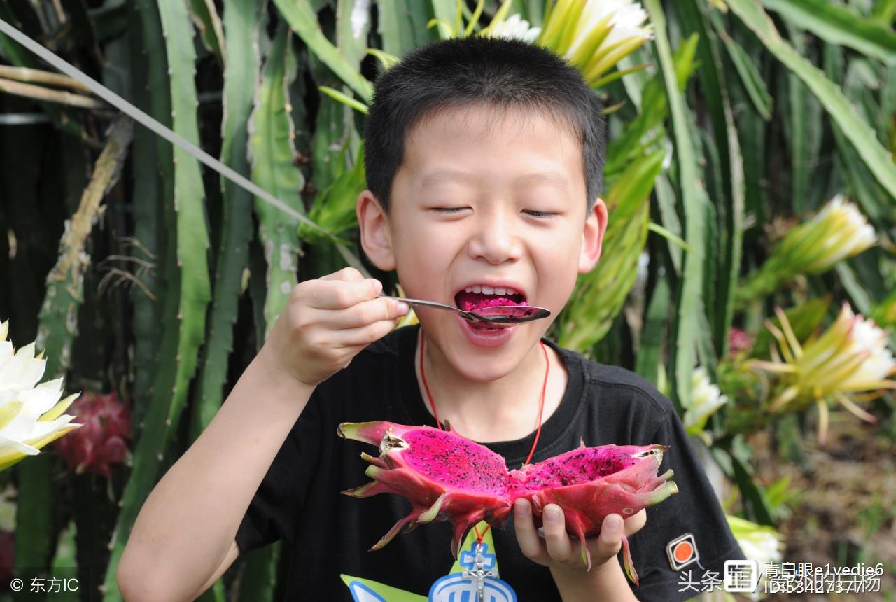 无锡也能种植火龙果？快看老汉是怎么做到！