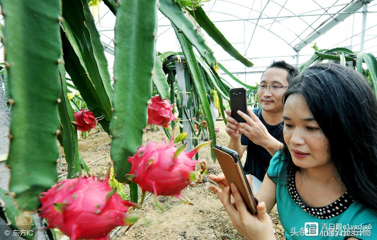 无锡也能种植火龙果？快看老汉是怎么做到！