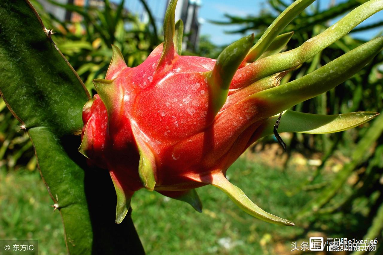 无锡也能种植火龙果？快看老汉是怎么做到！