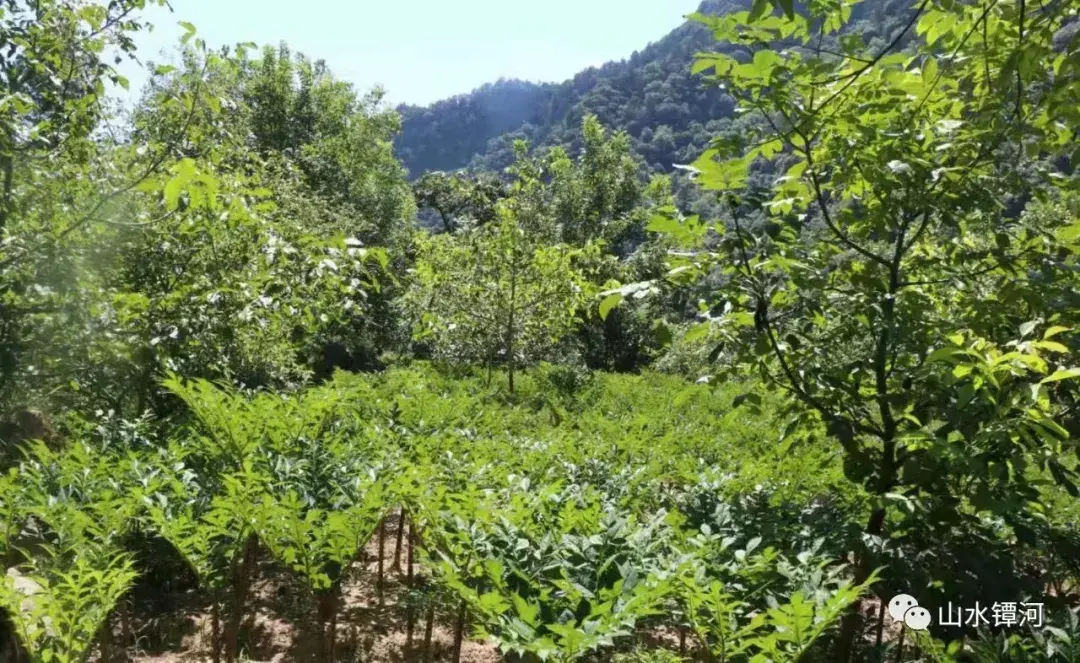 致富经魔芋种植技术视频_魔芋种植致富宝_魔芋种植保险