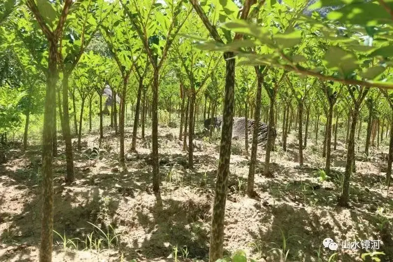 魔芋种植致富宝_致富经魔芋种植技术视频_魔芋种植保险