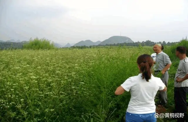 勒马回草药_勒马回中草药_勒马回种植致富