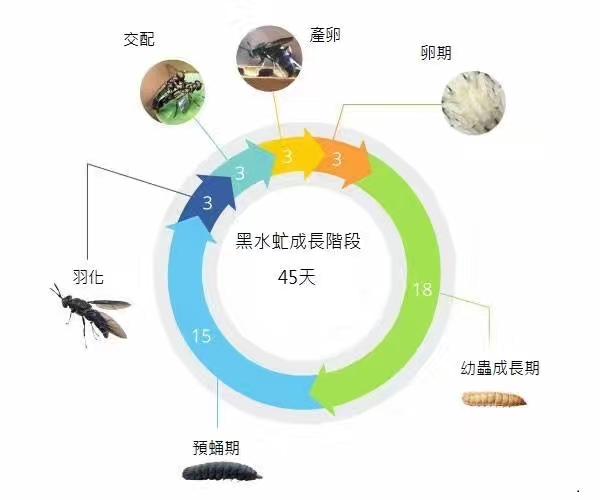 食用水虻的养殖技术_水虻养殖视频_虻虫人工养殖