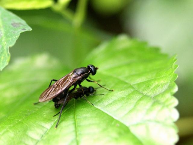 食用水虻的养殖技术_虻虫人工养殖_水虻养殖视频