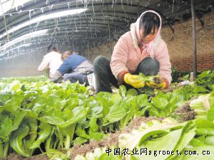 树花菜能多吃吗