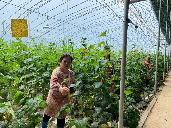 冬暖大棚扁豆种植技术_大棚种植扁豆冬暖技术要求_大棚扁豆种植时间和方法