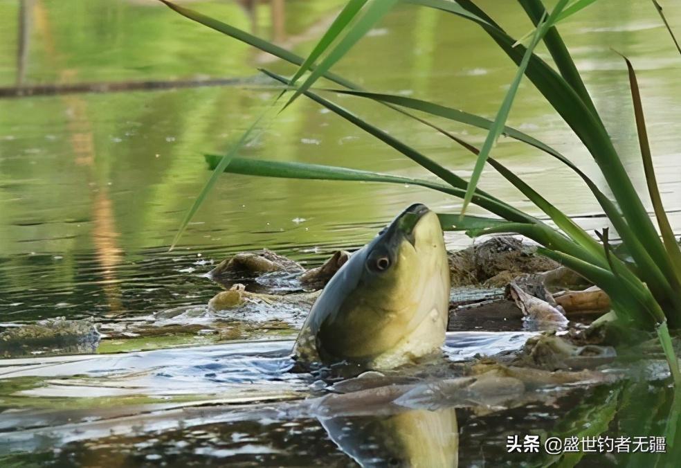 养殖草鱼的技术视频_视频养殖草鱼技术视频教程_视频养殖草鱼技术教程