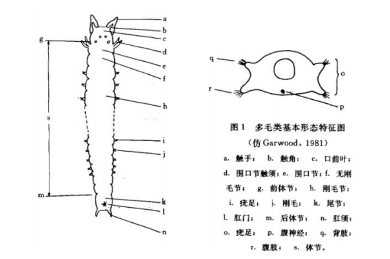 沙蚕养殖技术视频_致富经 沙蚕_沙蚕养殖前景如何