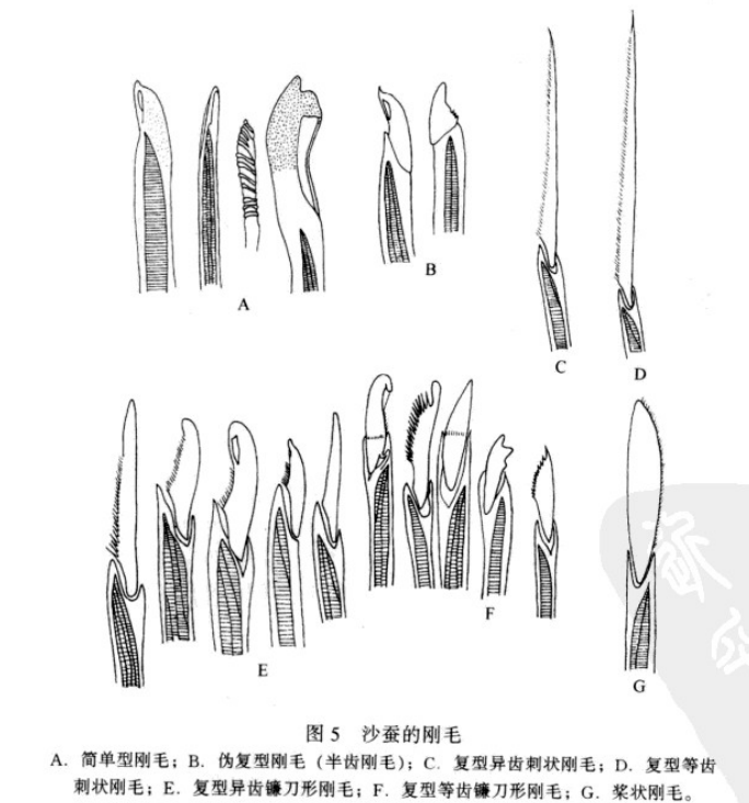 沙蚕养殖前景如何_沙蚕养殖技术视频_致富经 沙蚕