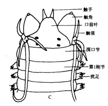 沙蚕养殖技术视频_沙蚕养殖前景如何_致富经 沙蚕