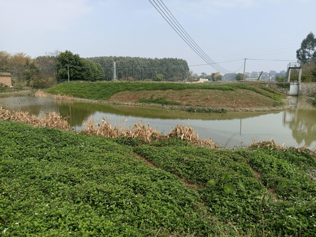 养殖稻田河虾技术要求_稻田养殖河虾新技术_稻田河虾养殖技术