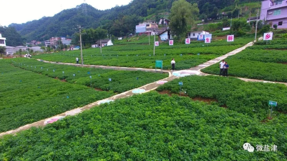 致富经 花生_花生种植赚钱吗_致富经花生种植视频