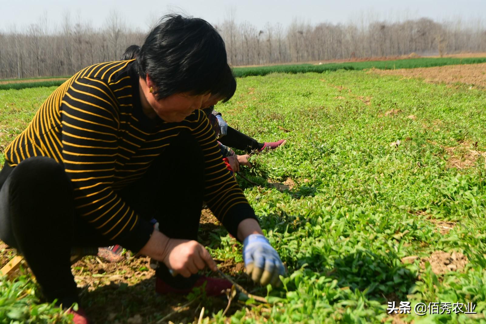 致富种植民间草药有哪些_种植致富药材_民间草药种植致富