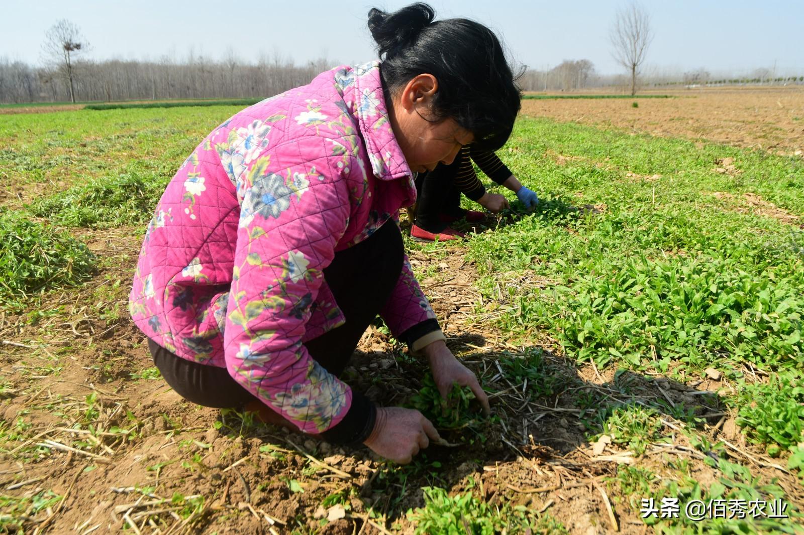 种植致富药材_民间草药种植致富_致富种植民间草药有哪些