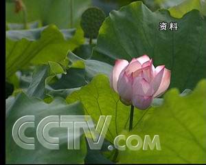 致富养殖野鸭赚钱吗_致富经野鸭养殖_养殖野鸭需要什么手续