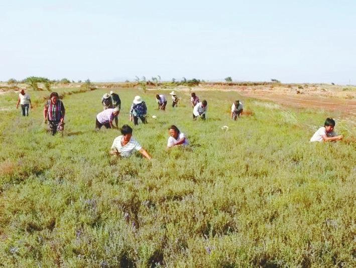 致富种植民间草药视频_种植致富药材_民间草药种植致富