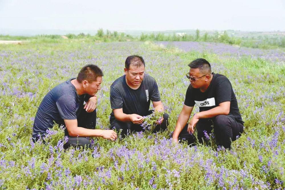 致富种植民间草药视频_种植致富药材_民间草药种植致富