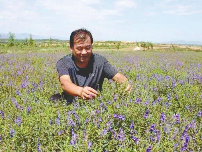 民间草药种植致富_致富种植民间草药视频_种植致富药材