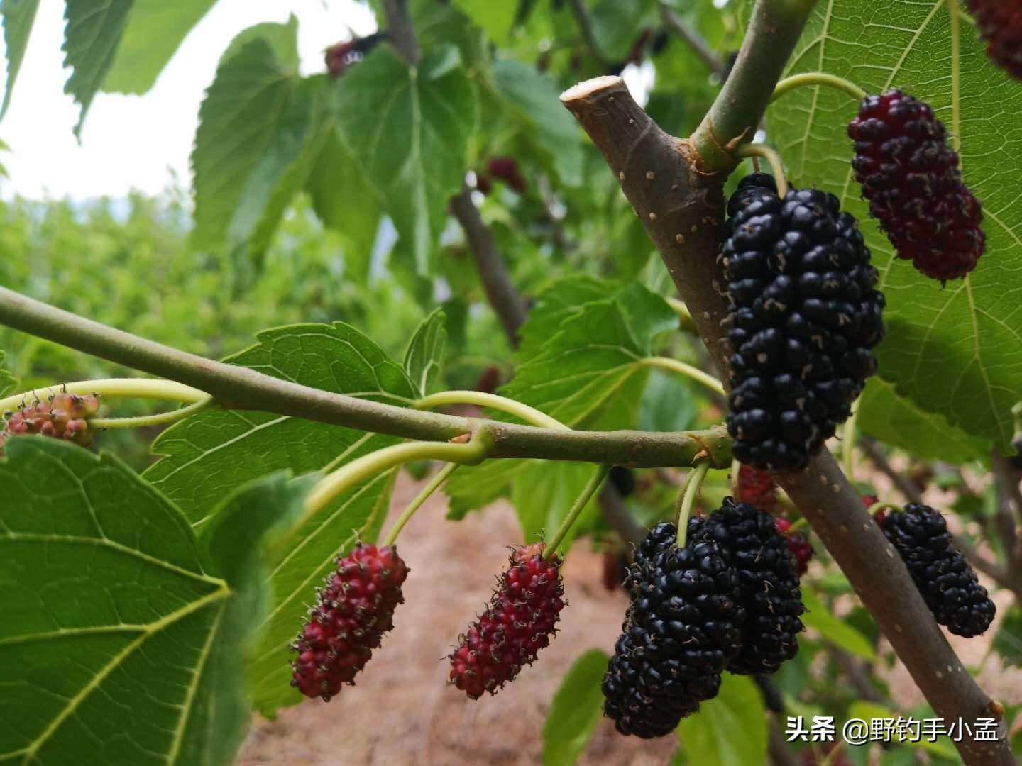 养殖草鱼的技术视频_养殖草鱼视频大全_视频养殖草鱼技术大全