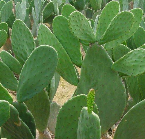 食用仙人掌怎么种植技术_仙人掌的种植技术_仙人掌食用种植技术有哪些