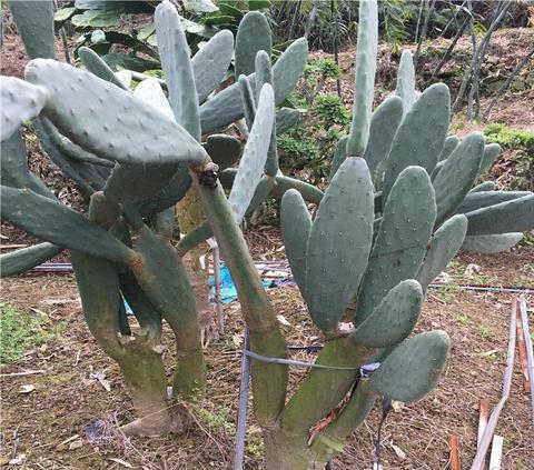 仙人掌食用种植技术有哪些_食用仙人掌怎么种植技术_仙人掌的种植技术