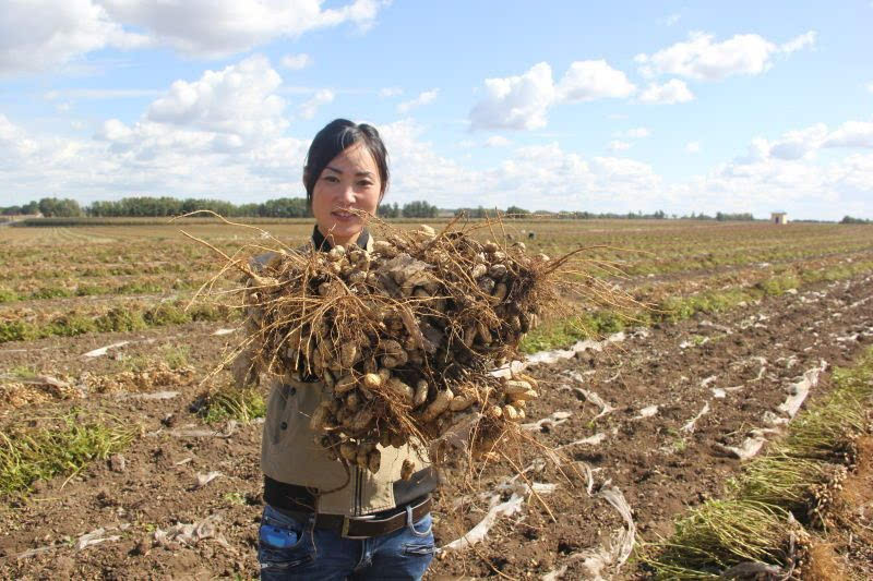 花生致富新闻信息_致富经 花生_花生种植赚钱吗