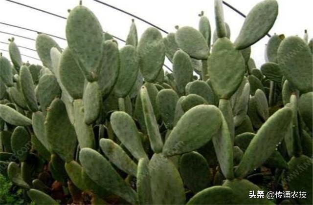 仙人掌食用种植技术有哪些_食用仙人掌怎么种植技术_食用仙人掌的种植