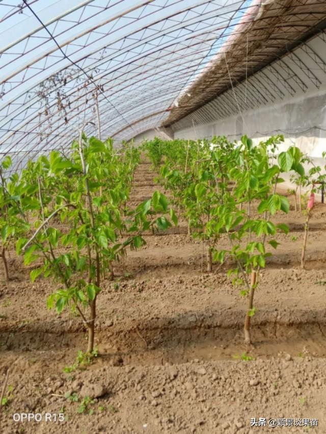 大棚莲藕种植技术_大棚种植技术莲雾技术要点_大棚莲雾种植技术