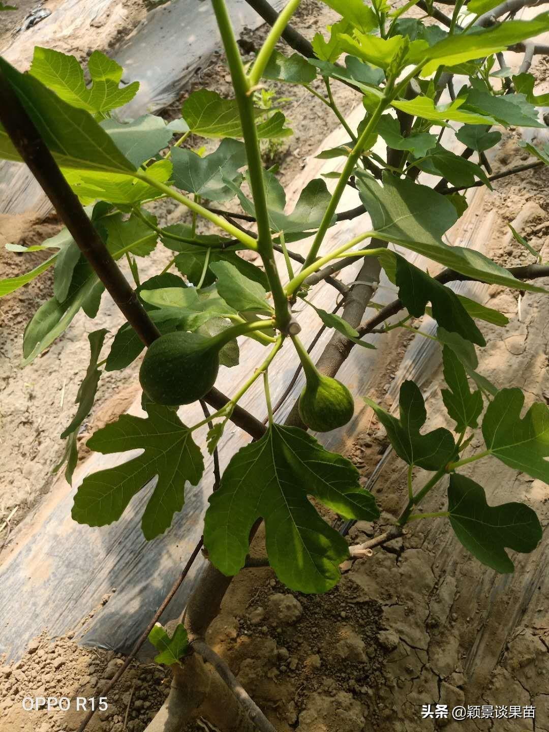 大棚莲雾种植技术_大棚莲藕种植技术_大棚种植技术莲雾技术要点