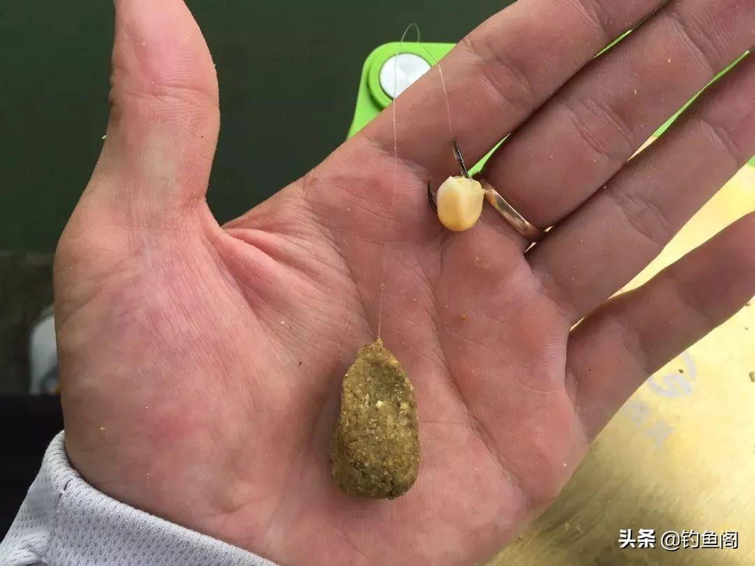 养殖草鱼的技术视频_草鱼养殖技术视频高清_养殖草鱼视频大全