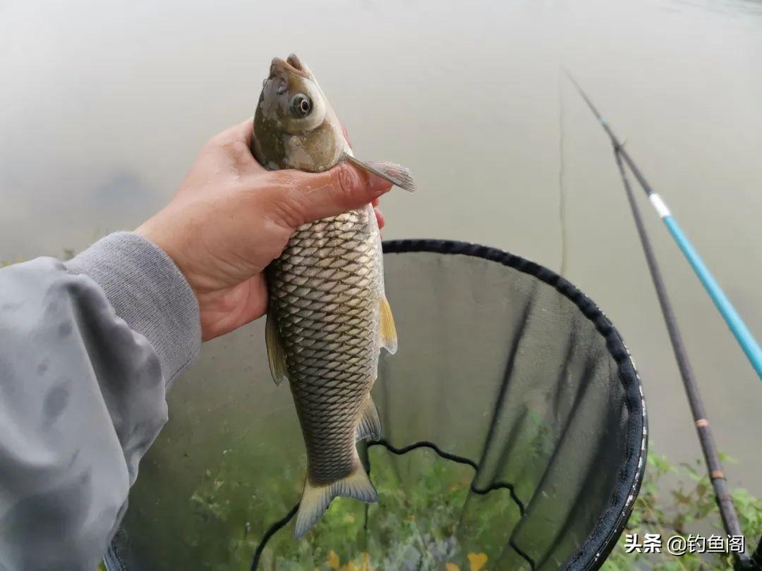 养殖草鱼视频大全_养殖草鱼的技术视频_草鱼养殖技术视频高清