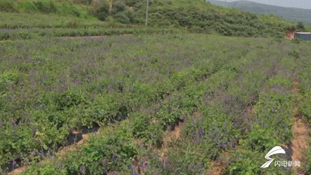 种植致富药材_农村致富经中药材种植_民间草药种植致富