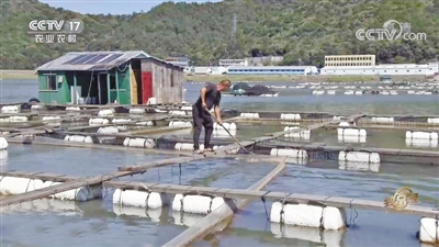 黄桃种植收益_致富经大黄桃_带领大家种黄桃8万亩