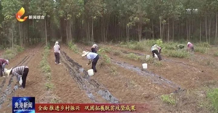 魔芋种植致富故事_致富经魔芋种植技术视频_魔芋种植致富新闻