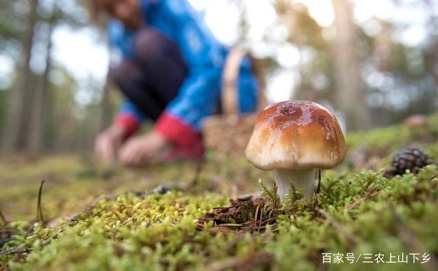牛粪蘑菇种植致富_用牛粪种菇技术_牛粪养磨菇