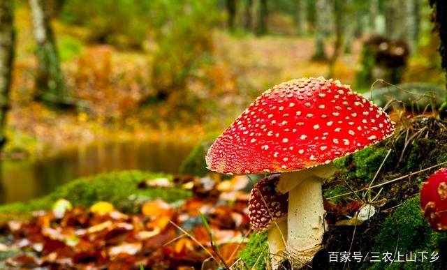 牛粪养磨菇_牛粪蘑菇种植致富_用牛粪种菇技术