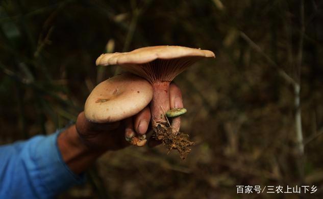 牛粪蘑菇种植致富_牛粪养磨菇_用牛粪种菇技术