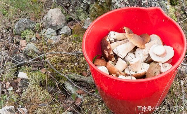 牛粪养磨菇_牛粪蘑菇种植致富_用牛粪种菇技术