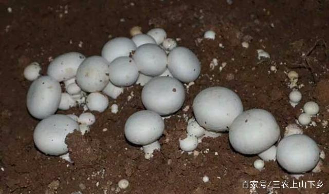 牛粪养磨菇_用牛粪种菇技术_牛粪蘑菇种植致富
