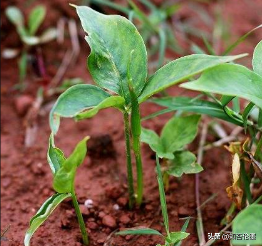 农村致富经中药材种植_致富种植民间草药视频_民间草药种植致富