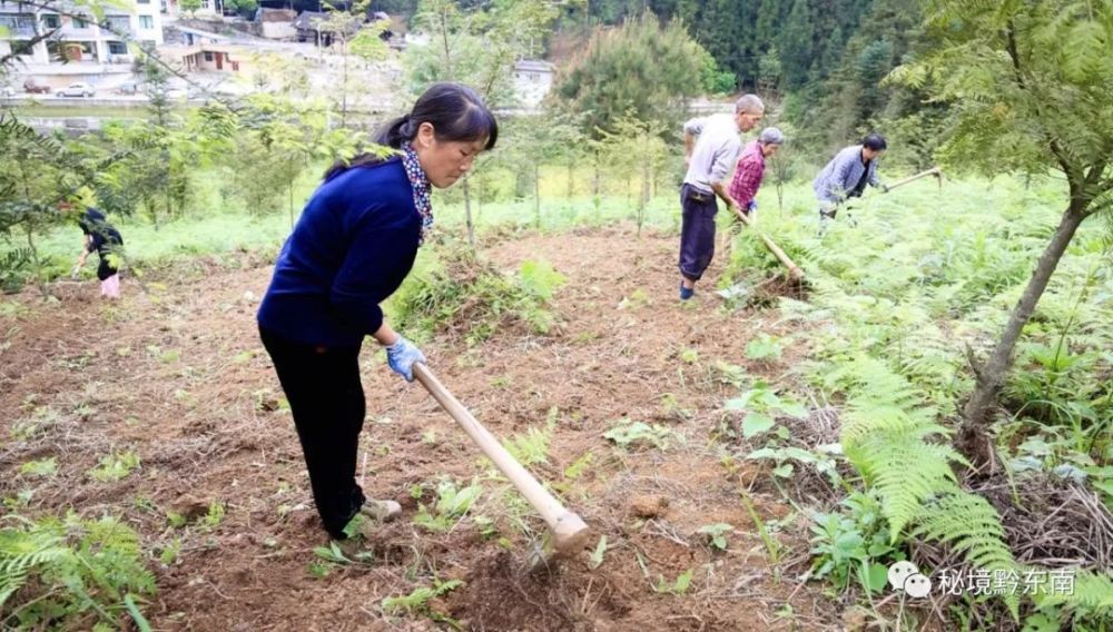 致富经魔芋种植技术视频_魔芋种植致富新闻_致富经魔芋种植视频