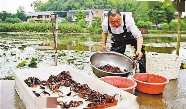 致富养殖飞禽项目有哪些_飞禽养殖致富项目_致富经养飞鸡视频