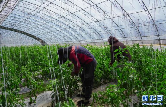 温室大堋种植茄子技术_茄子种植温度要求_温室茄子种植技术视频